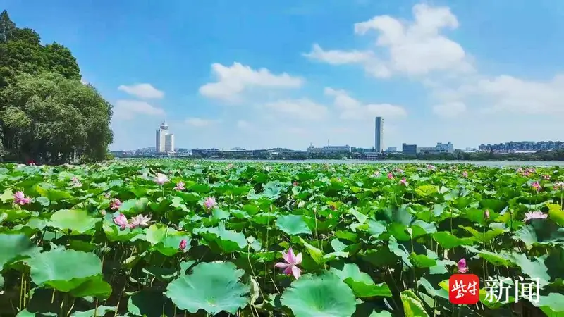为一片荷，赴一座城！江苏这两地凭什么成为“慢充”顶流？