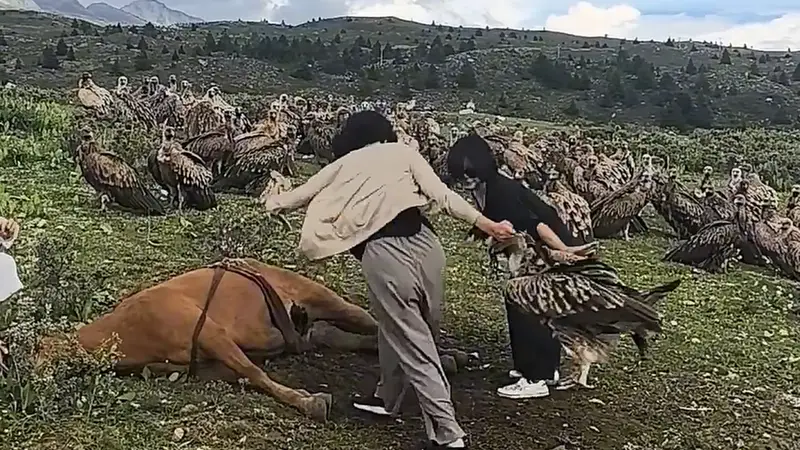 光明日报：阻止高山兀鹫吃马尸？完全没道理
