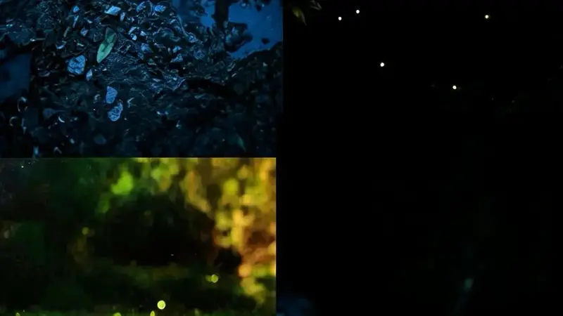 峨眉山萤火虫季爆火！穹宇萤近20年最多，避暑赏星河太绝了