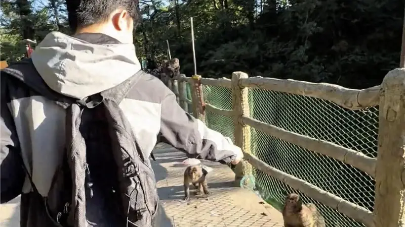 峨眉山景区回应“假蛇防猴”:猴子天生怕蛇,但不建议游客模仿