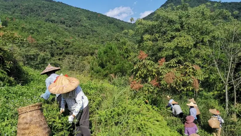 古城老茶里的茶多酚，藏着乌龙岁月转化的文艺密码