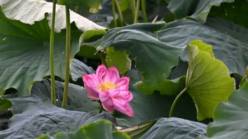 鹤庆水乡花海盛放，约上小伙伴划船赏花、逛吃市集啦！