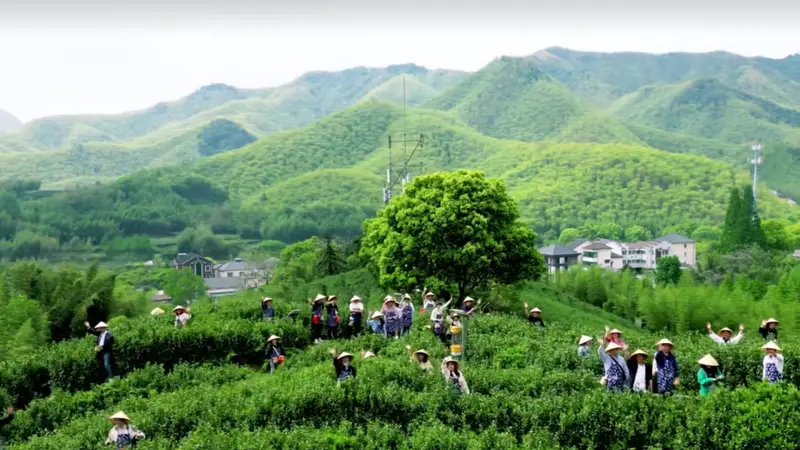 碾茶抹茶热销是新茶道降临?3:“健康平替”与“宋韵复刻”的流量密码