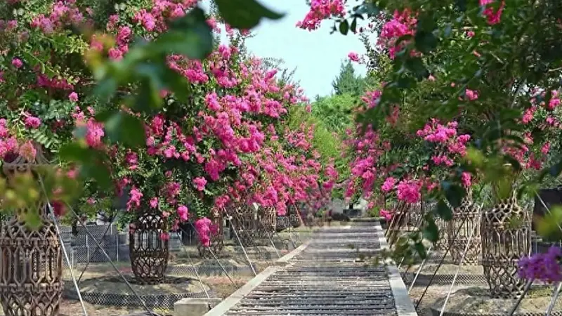 成都又上黑马景点，浪漫漂亮很惊艳，不要门票，地铁公交直达！