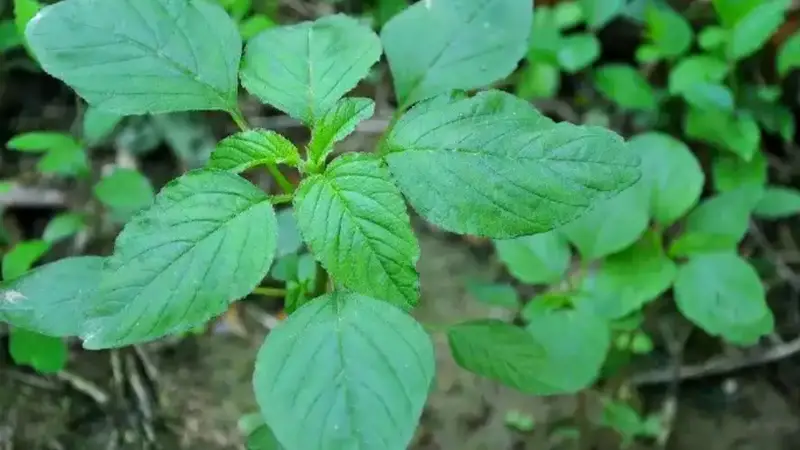 绿苋菜的营养价值?