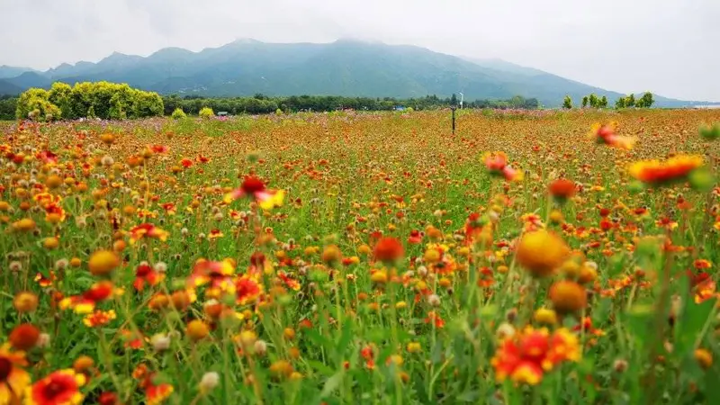 北京七孔桥花海金翅菊绽放 五彩花境引游客纷至沓来