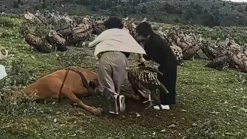 好心办了坏事！女游客心疼死马驱赶秃鹫，一腔善意，却忽略了严重后果