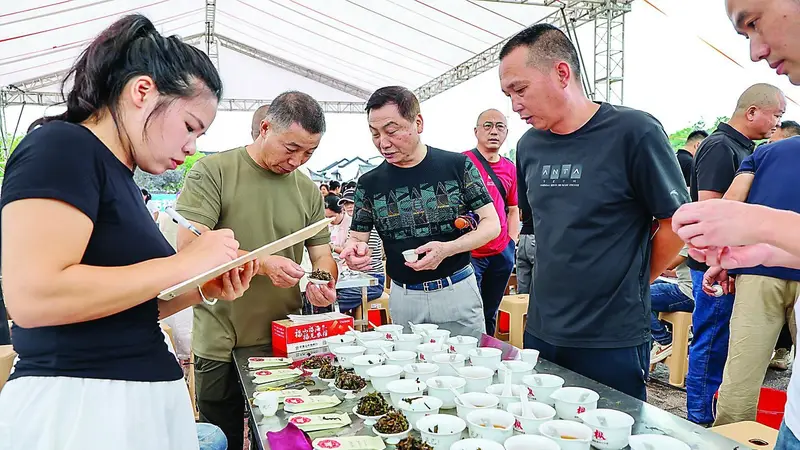 武夷山：卸掉“炭火妆” 好茶“素颜”见人