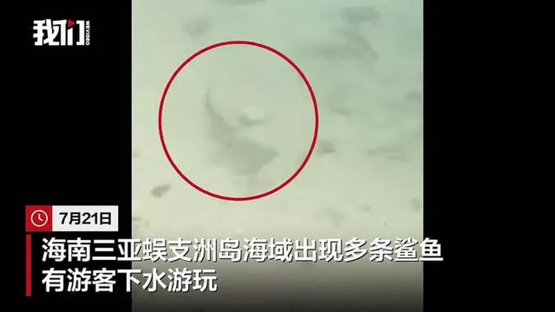 三亚蜈支洲岛现黑鳍鲨群 景区称无害生态向好