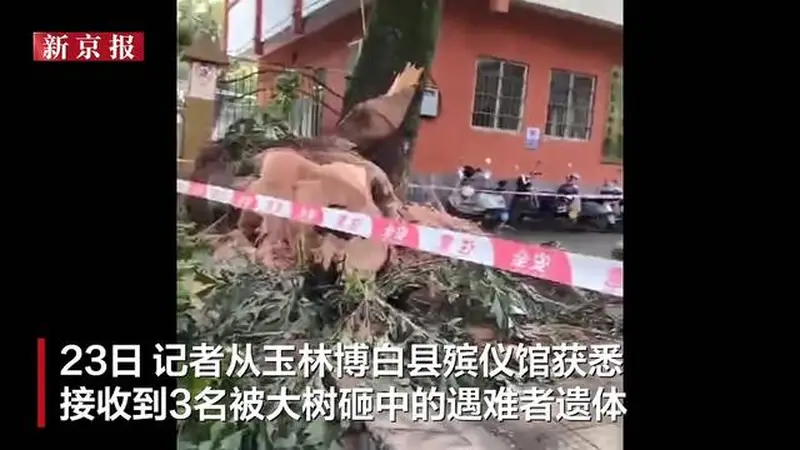 广西一棵大树倒伏砸到多名路人，有伤者送医，殡仪馆：接收3名遇难者遗体