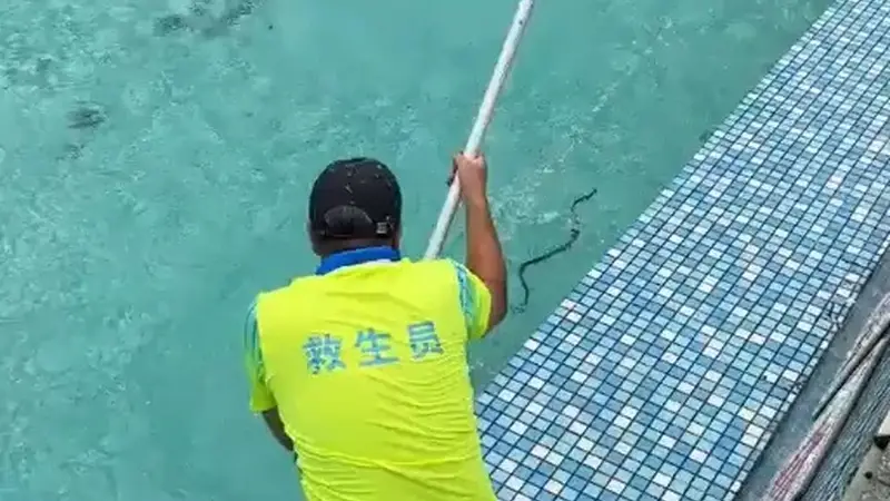 广东清远一景区泳池出现蛇 工作人员称是无毒菜花蛇已处理