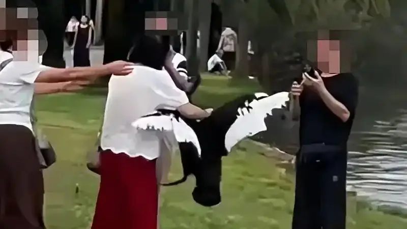 女子在云南弥勒湖边抓起黑天鹅脖子摆拍，现场无人劝阻，景区：安保人员赶到时涉事游客已离开，如天鹅受伤会报警；文旅局：相关情况正梳理