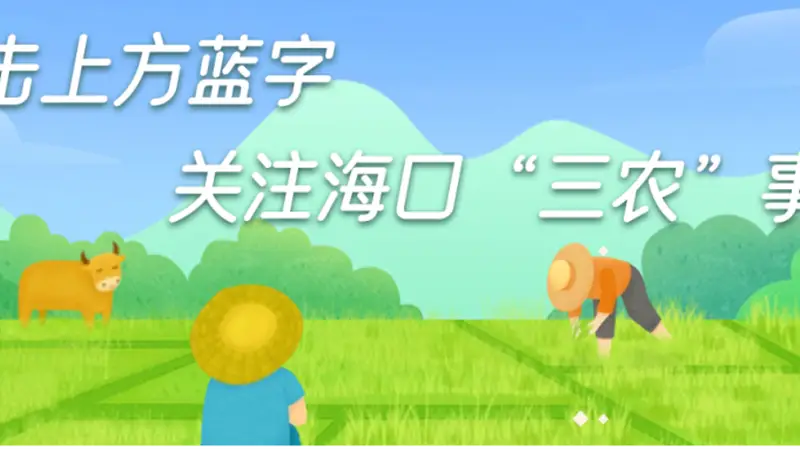 海南海口：琼山区冷泉泡清凉 芋头品时鲜