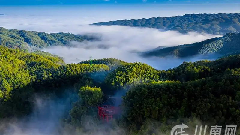 大暑觅清凉 蜀南竹海绿意醉盛夏