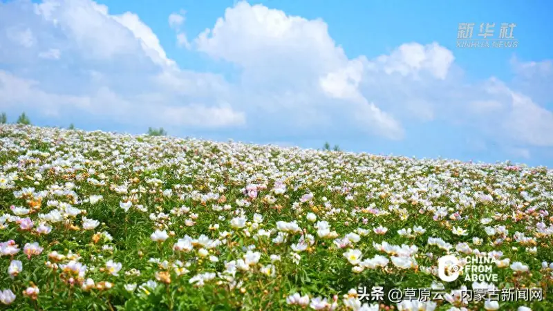 内蒙古：邂逅牙克石清凉夏日盛景