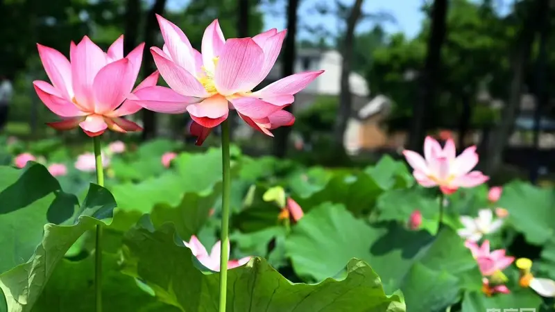 河南新县大别山红廉文化园:夏日荷花正当时