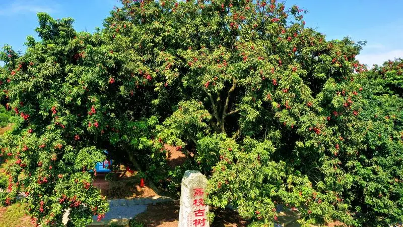 文旅新探｜千年古道荔枝鲜