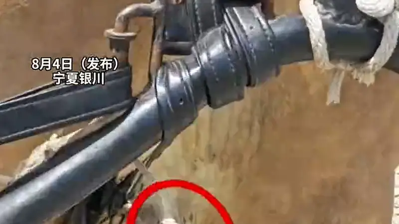 古城文旅接客超忙 挽具磨伤马匹仍拉车引关注 景区致歉守好烟火里的温度底线