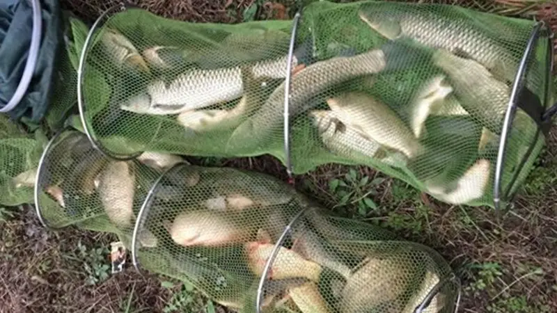 饵料搭配公式：多种味型不要混搭，只有主攻没有万能