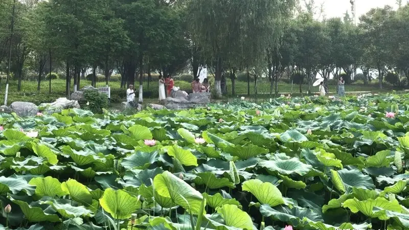 商丘这里荷塘迎来盛花期，打卡正当时！