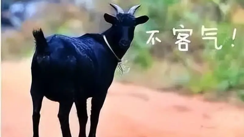 东山羊肉的千年传奇：从灵山秀水到人间至味