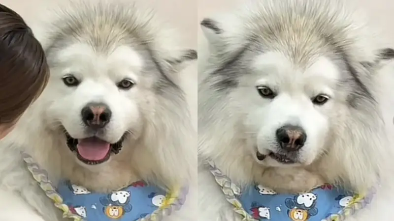 狗子以为妈妈被欺负，半夜偷偷爬上床，咬了爸爸一口给妈妈报仇...妈宝狗也太双标了！