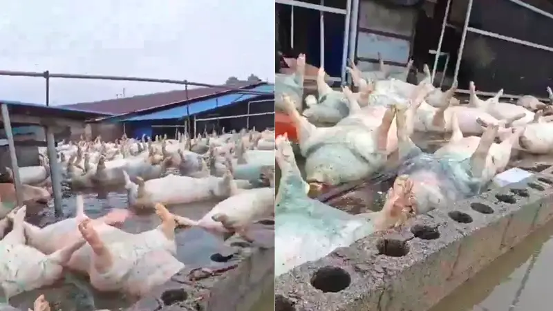 广西宾阳一养猪场被淹数千头死猪漂浮水面？当地回应：属实，正在处置