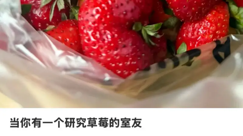 :农学生毕业设计喜忧参半:追逐羊和收获草莓的奇妙旅程