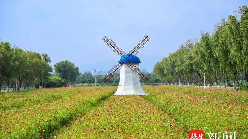视频｜百日菊迎风盛放 海州以花兴业激活赏花经济