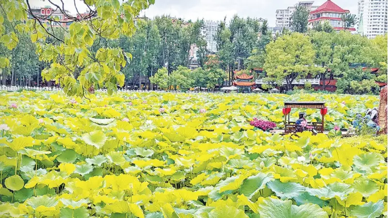 昆明翠湖：古城畔的夏日诗意赏荷地